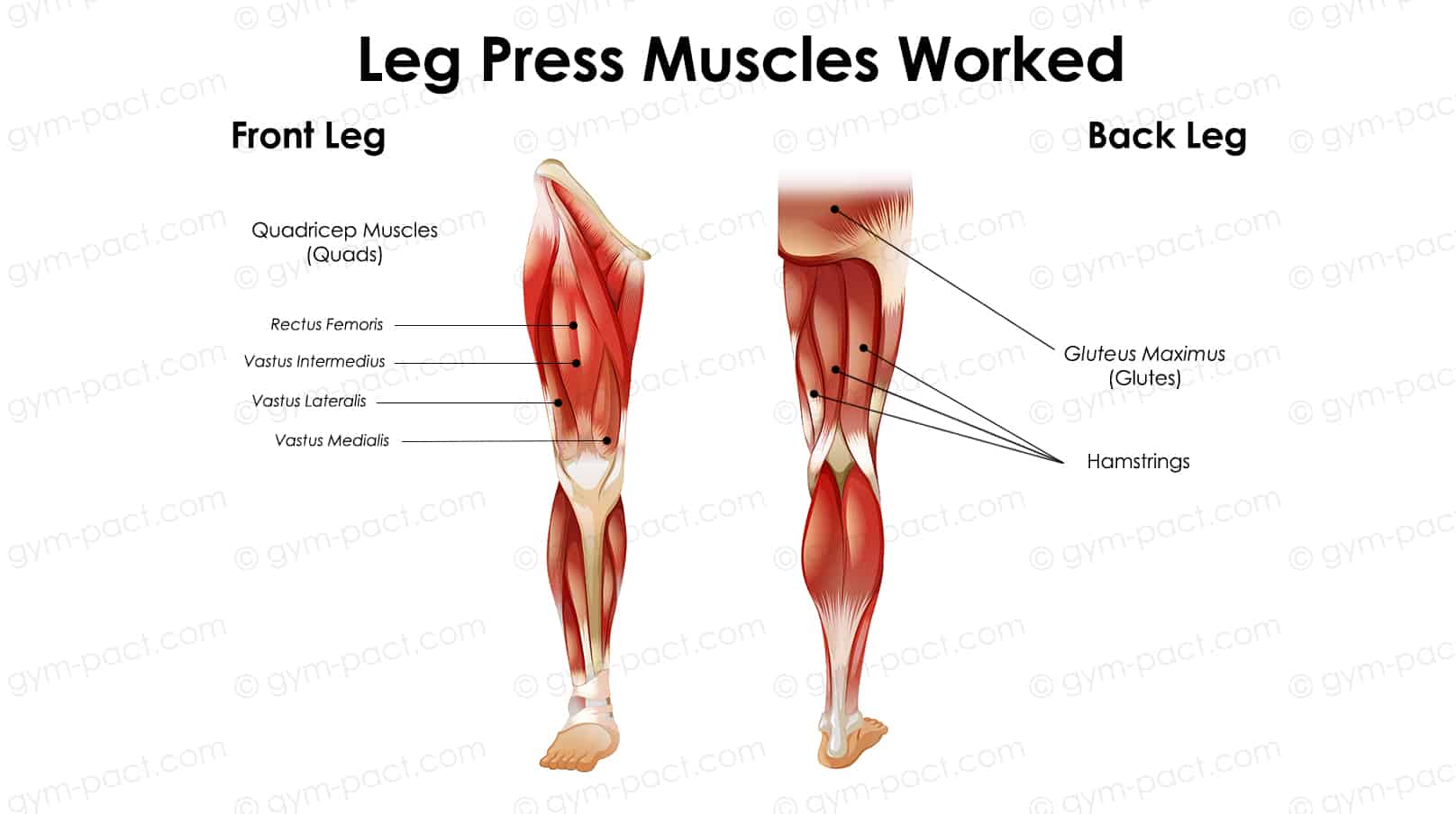 leg press muscles