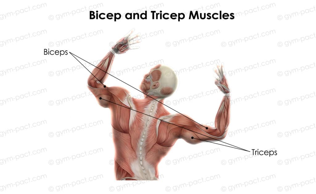 5 Reasons Why You Have Big Triceps And No Biceps